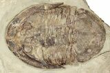 Plate Of Foulonia & Asaphellus Trilobites - Fezouata Formation #209726-5